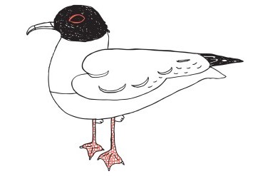 header-72020duck.jpg