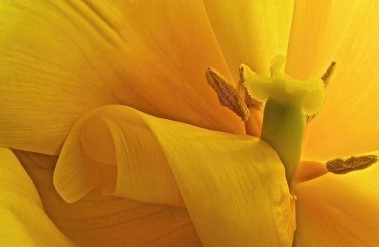 header_landscape-nat-3252-4_twistedtulip_carolyntemple.jpg