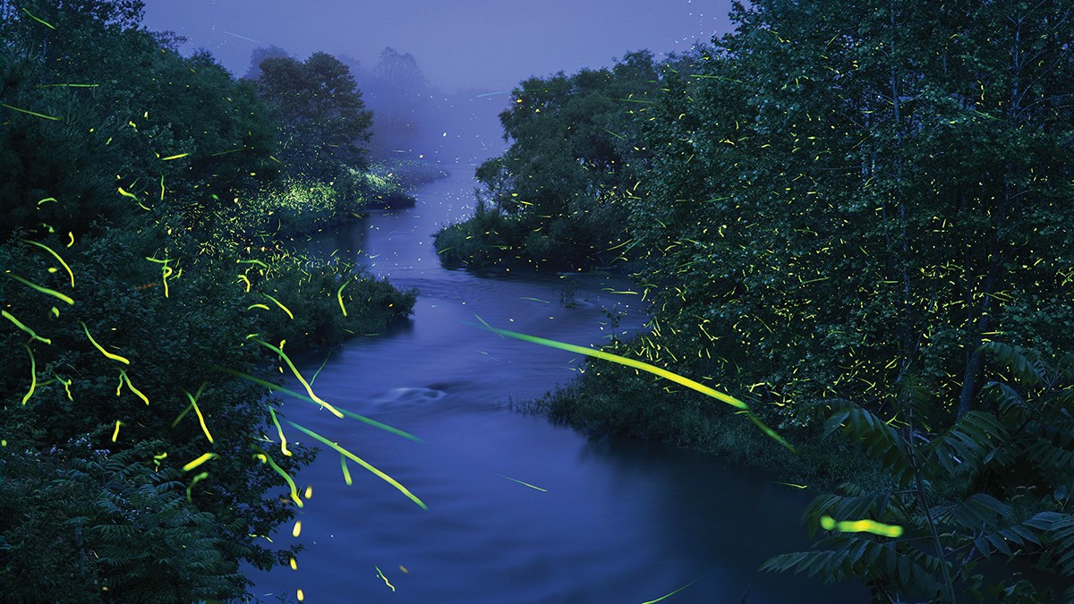 Firefly Photography Tips for Low-Light Nature Images | Professional ...